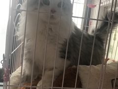 -安安宠医·安宠宠物医院