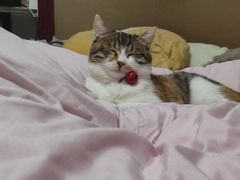 -辛巴宠物医疗中心·骨科·内分泌专科·心肾专科(亭林公园店)