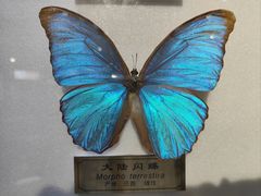 -上海昆虫博物馆