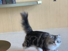 -飞行喵MR PILOT|猫舍·猫咖(静安大融城店)