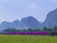 -明仕田园