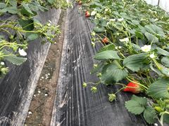 -喜杨洋草莓采摘园