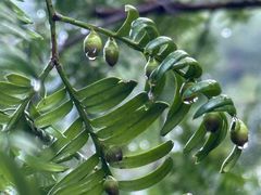 -东天目山风景区