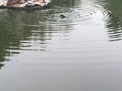 -蓝堡俱乐部