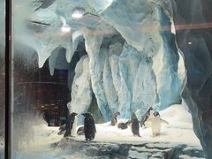 -帝企鹅自助餐厅•儿童岛•真企鹅(长隆企鹅酒店)