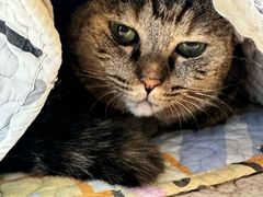 -是阿柴呀！柴犬咖啡·爱喵喵猫咖