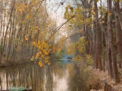 -合肥滨湖国家森林公园