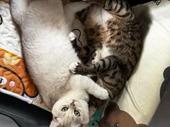 -宠物星动物医院·眼科·异宠·猫科(江南大道总院)