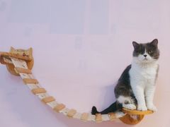 -我爱猫咪·猫咖·狗咖·安哥拉兔·羊驼咖(小寨华旗店)
