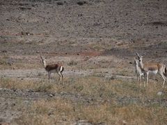 -新疆天山野生动物园