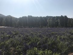 -紫海香堤香草艺术庄园