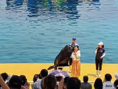 -秦皇岛乐岛海洋王国