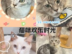 -楼上猫咖(罗湖店)