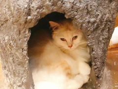 -猫猫幼稚园·撸猫·桌游·电玩