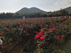 -亚龙湾国际玫瑰谷