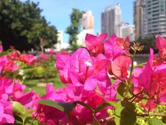 DSC_0680-白鹭洲公园