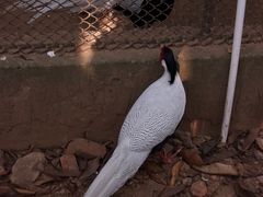 -广州动物园