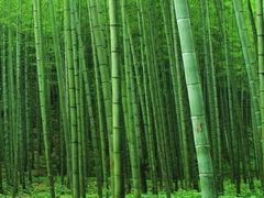 -石家庄市植物园