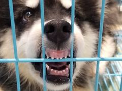 -龟与熊猫宠物公园(南坪店)