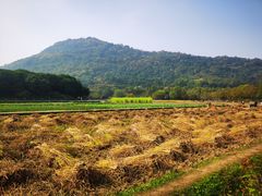 -八卦田遗址公园