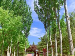 -大兴滨河森林公园