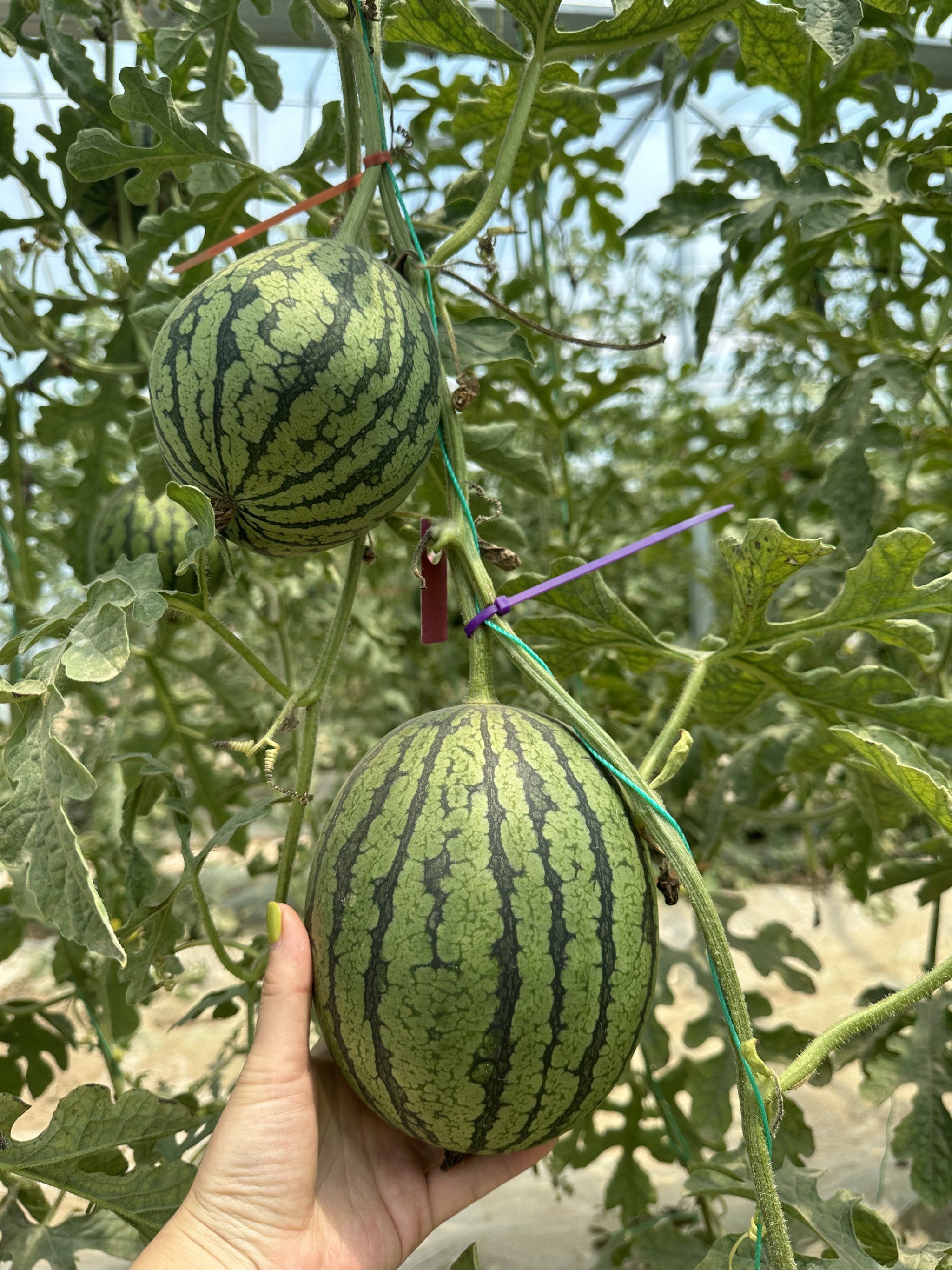夏天了,来北京大兴庞各庄采摘西瓜了