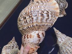 -青岛贝壳博物馆