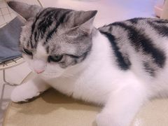 -藏猫猫咖啡主题馆(中央大道店)