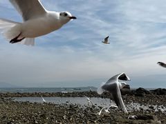 -海合安青岛极地海洋公园