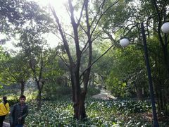 android_upload_pic-晓港公园