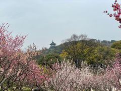 -无锡梅园公园