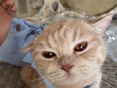 -创凡宠物医院·骨专科  猫科中心(西乡分院)