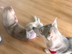 -Husky Go! 哈士奇体验馆·宠物咖啡厅狗咖