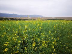 -光明小镇欢乐田园