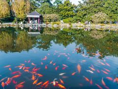 -西湖外事游船(花港观鱼码头)