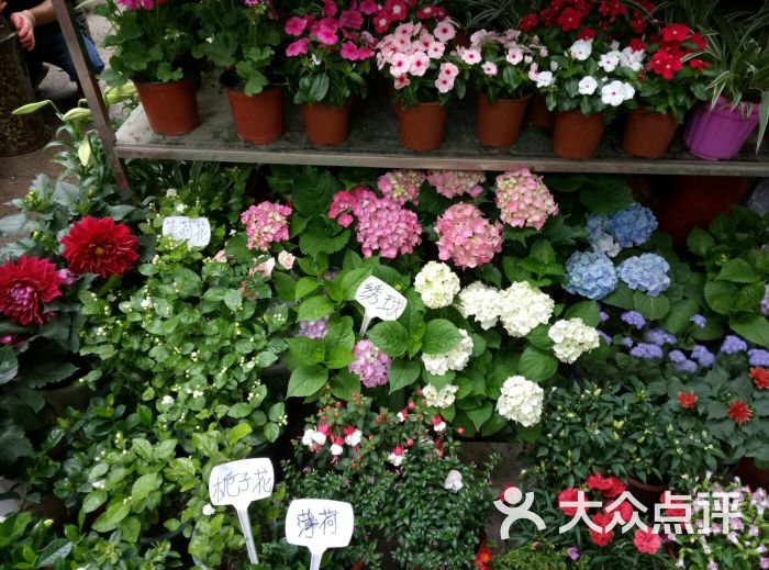 三林花鸟市场图片 - 第18张