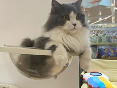 -1013 PET SHOP精品宠物商店(丁香店)