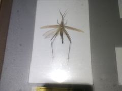 -上海昆虫博物馆