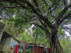 -洞背山庄(洞背院区式管理小区店)