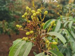 -大屏嶂森林公园