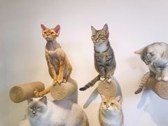 -Heymao猫咖.咖啡厅(东门店)