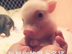 -子午路张记肉夹馍(小寨西路店)