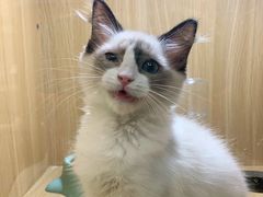 -袖虎宠物·金渐层缅因猫舍(灵芝店)