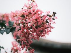 -艺圃
