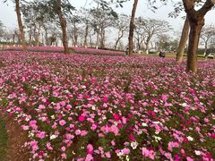 -芒洲湿地公园