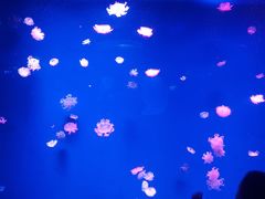 -芜湖新华联大白鲸海洋公园
