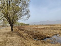 -野鸭湖国家湿地公园