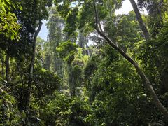 -西双版纳原始森林公园