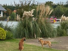 -上海长兴岛郊野公园