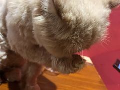 -猫色咖啡·猫咖